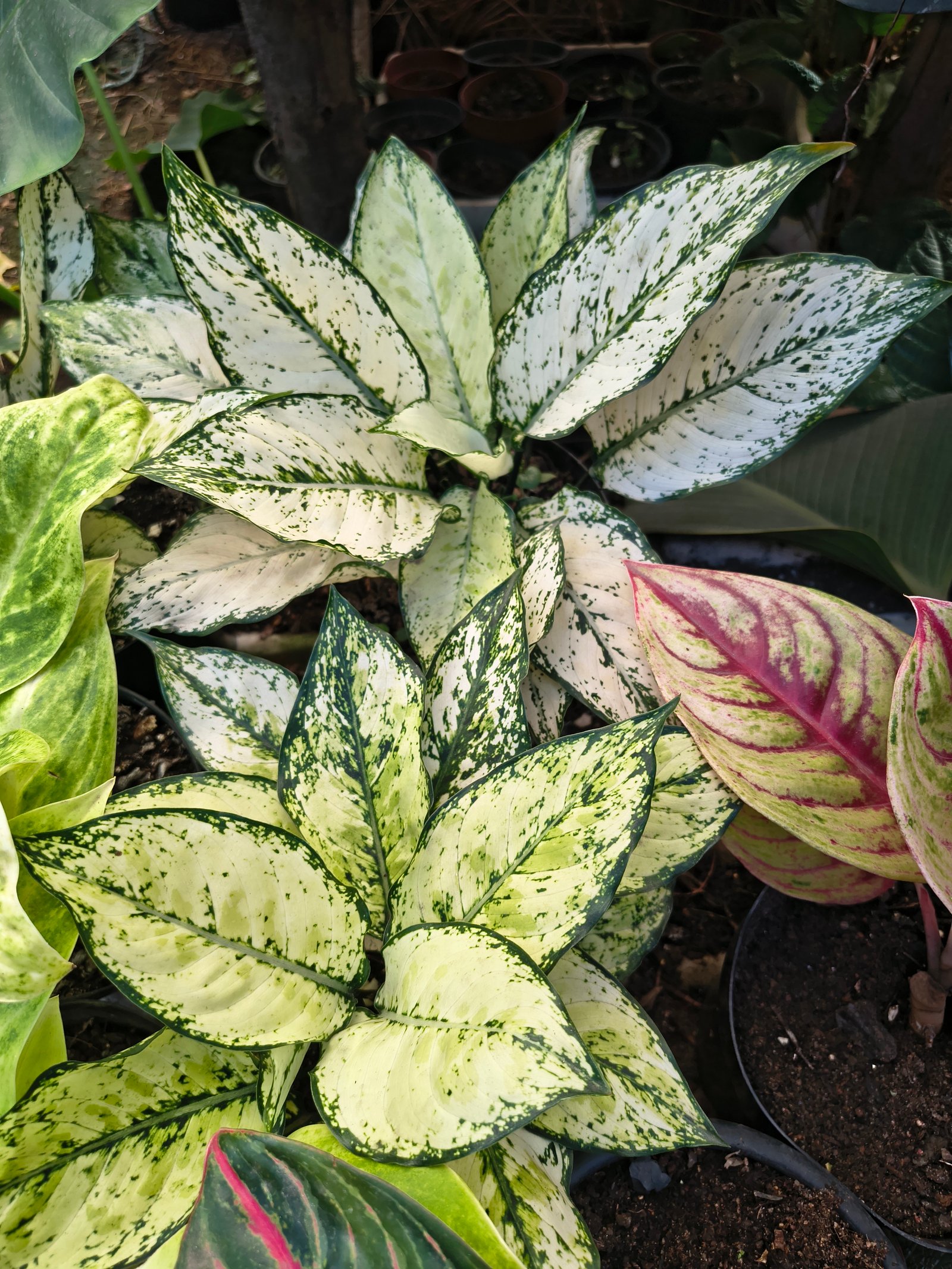 Aglaonema Big mama