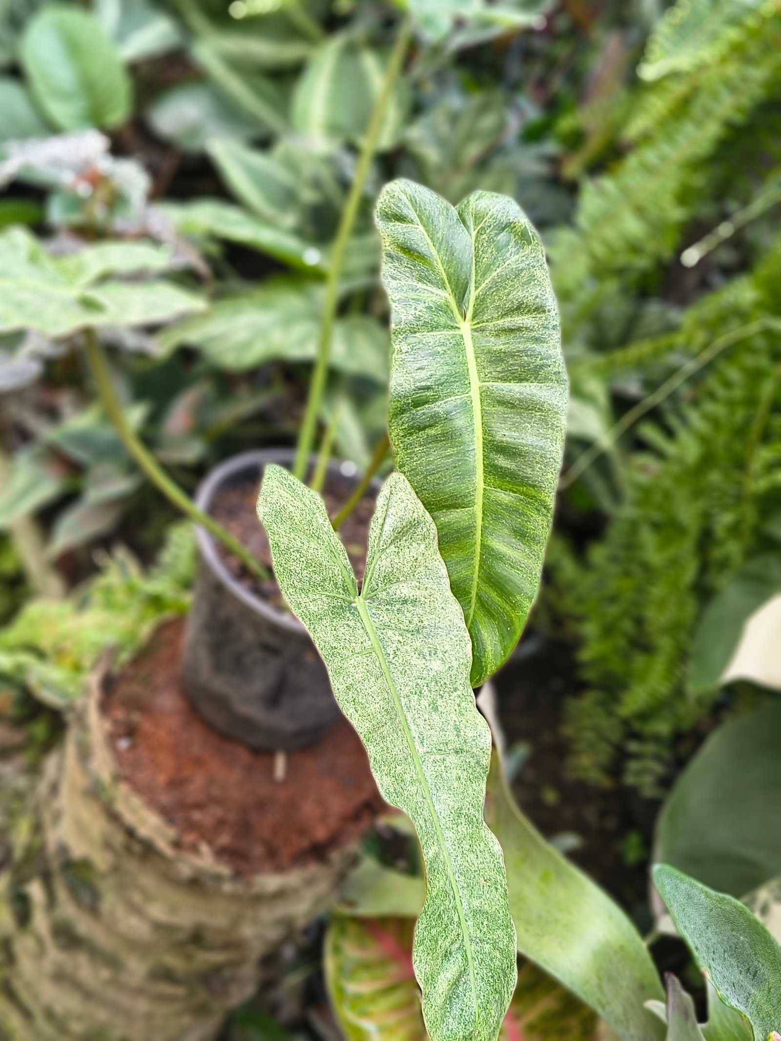 Philodendron paraíso verde 